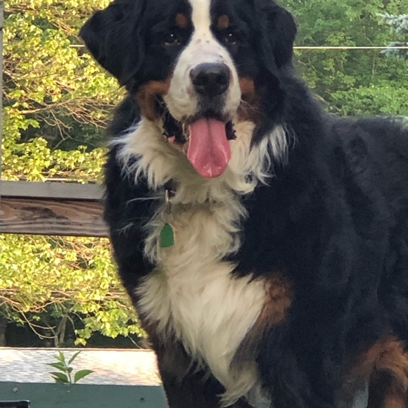 Meet your Posher, Stephanie - Picture 5 of 7